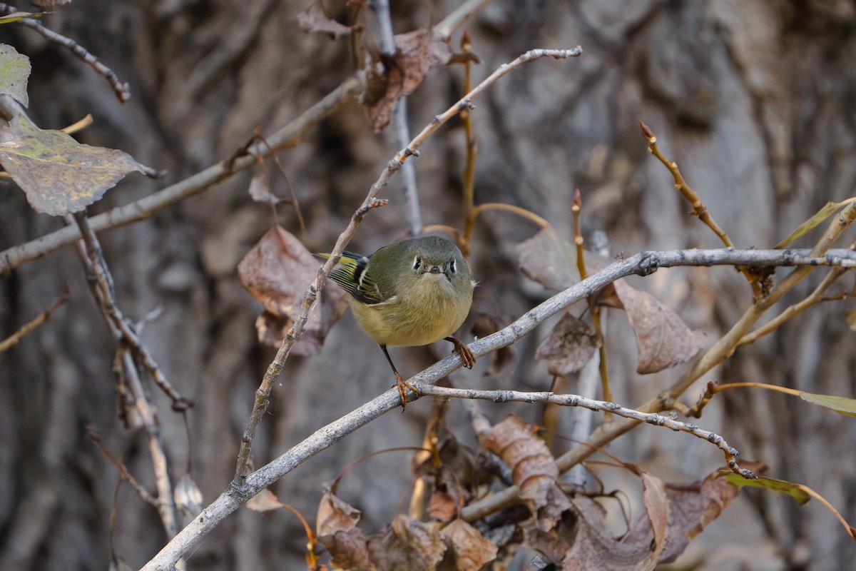 Ruby-crowned Kinglet - ML611419897