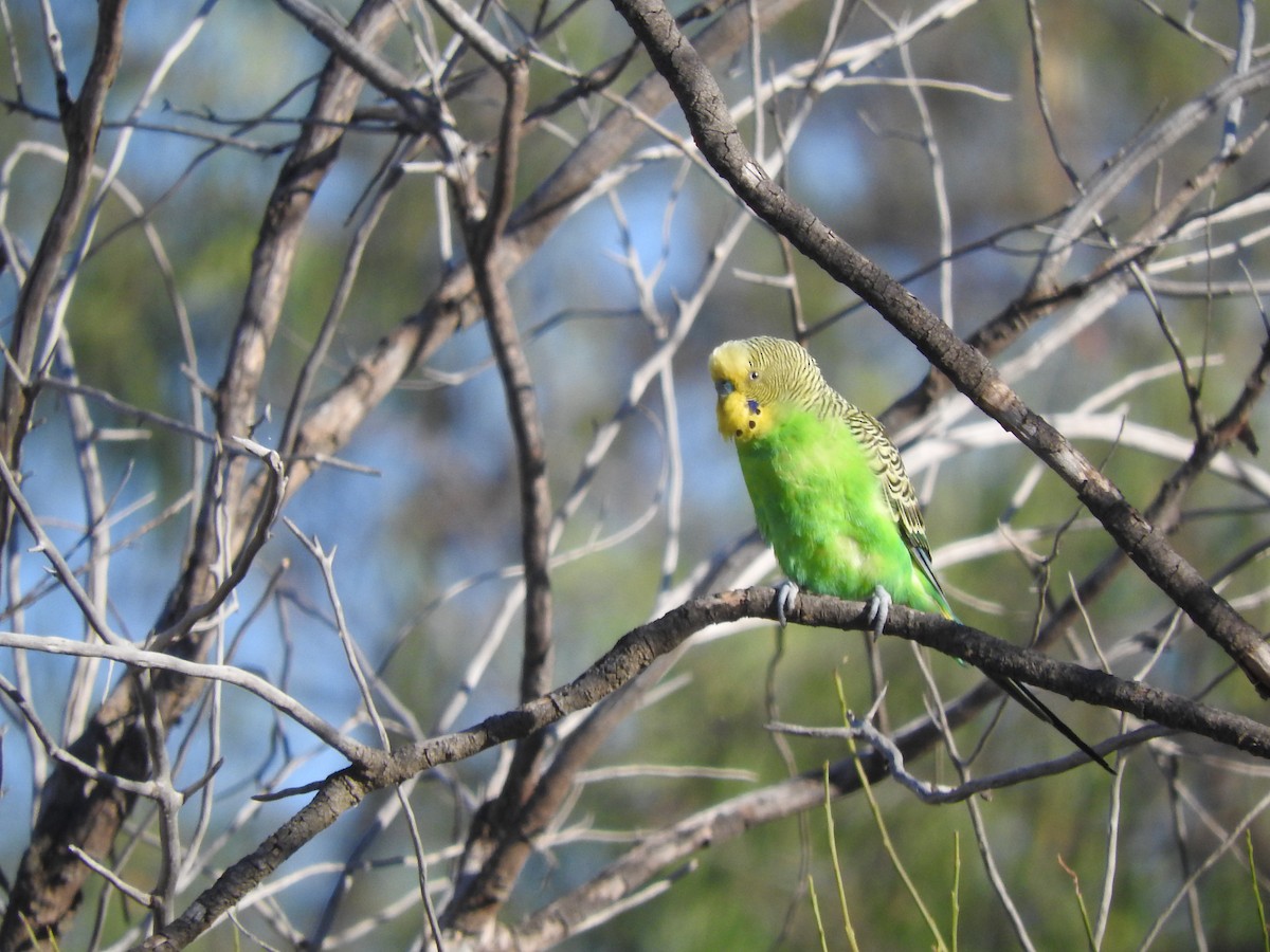 Budgerigar - Archer Callaway