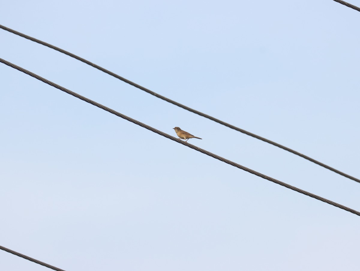 Blyth's Reed Warbler - ML611419937