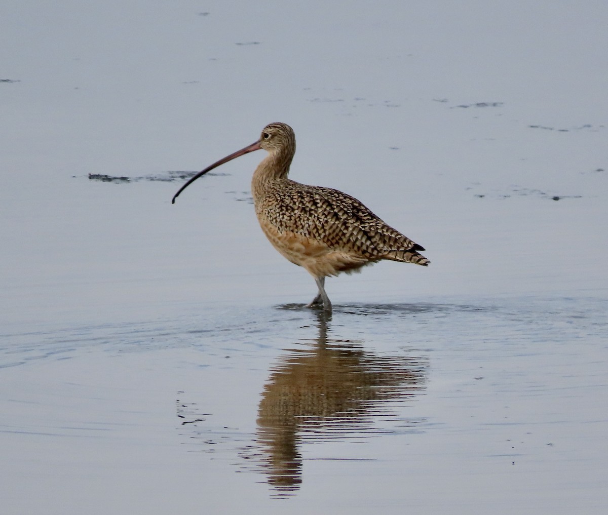 Long-billed Curlew - ML611419957