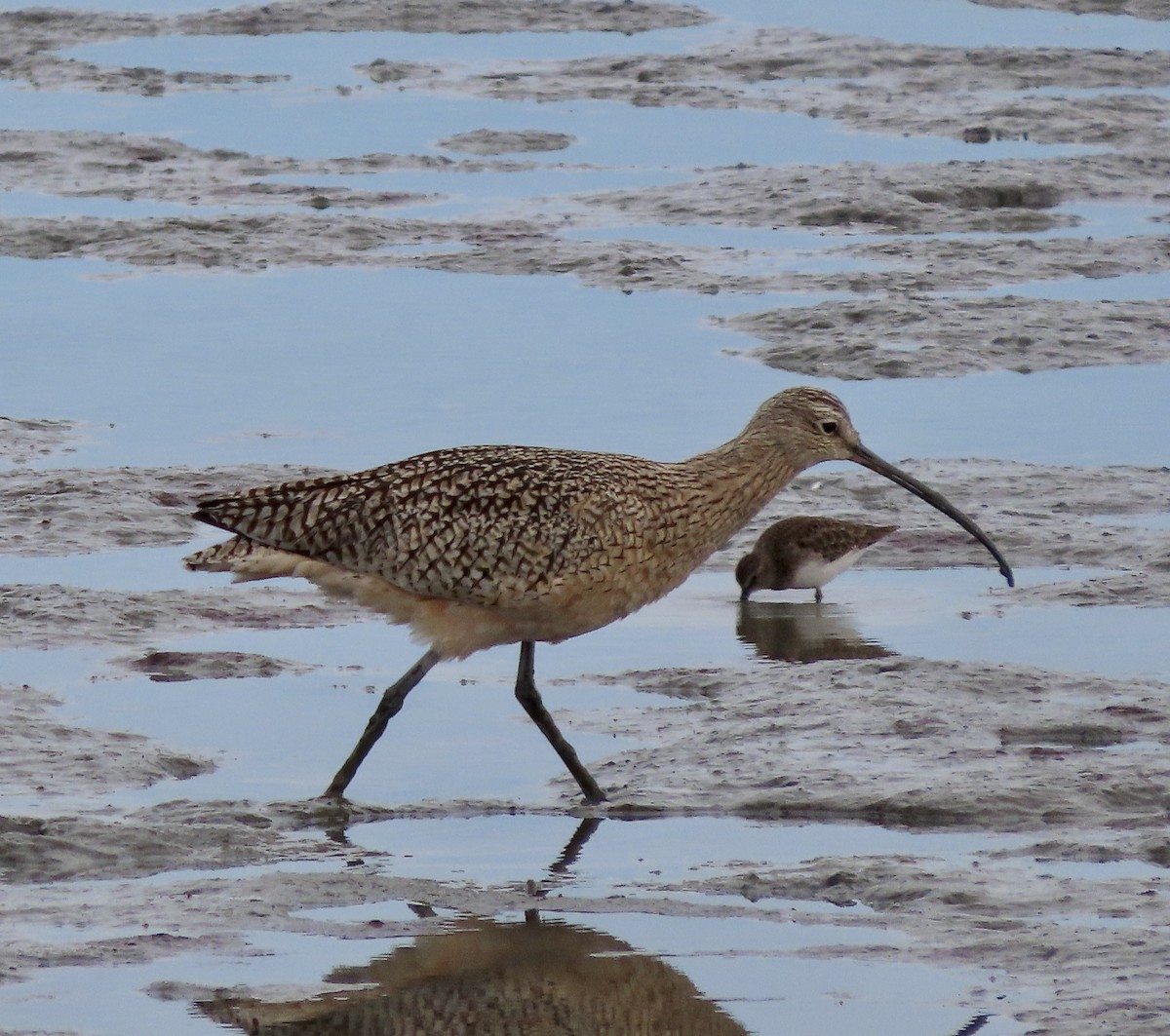 Long-billed Curlew - ML611419958