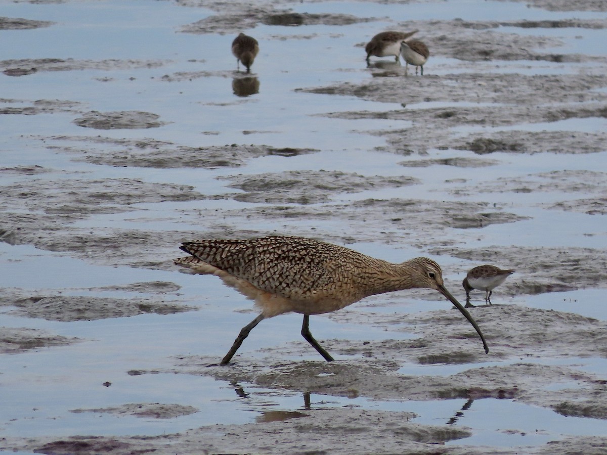 Long-billed Curlew - ML611419959