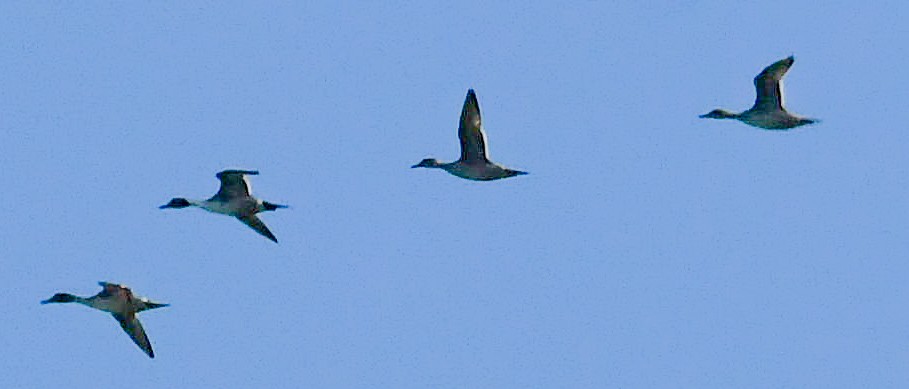 Northern Pintail - ML611420006