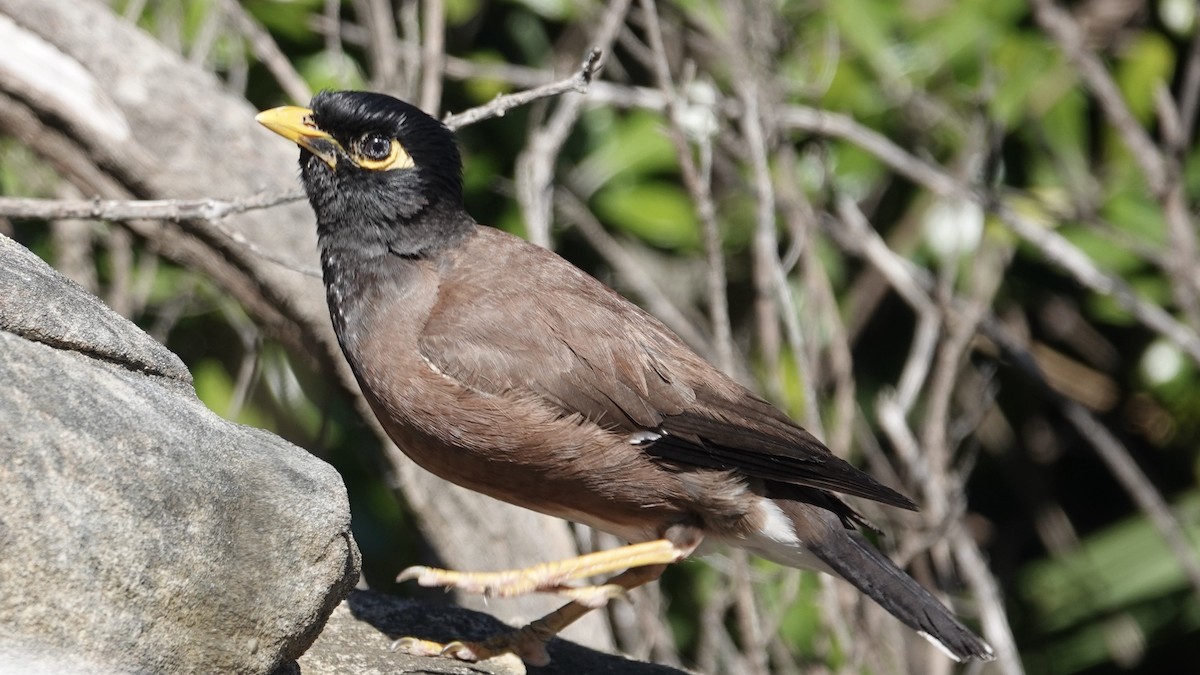 Common Myna - Quentin Brown