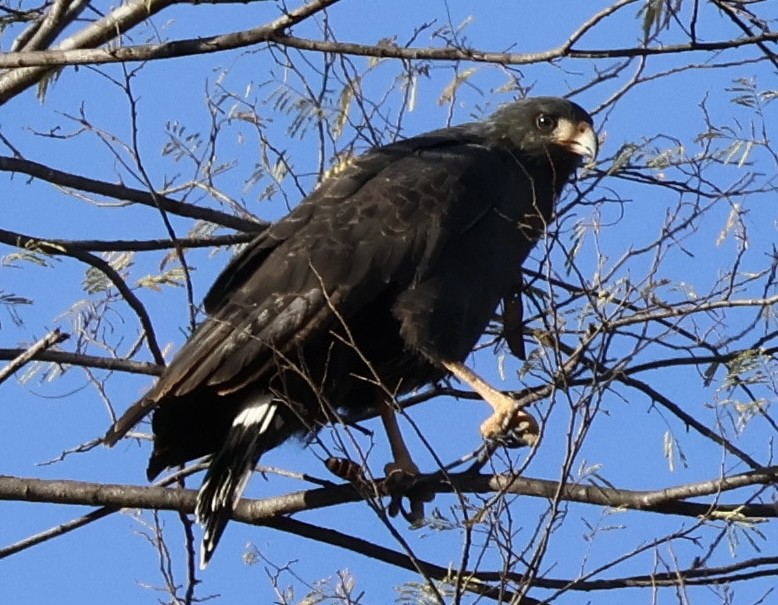 Common Black Hawk - Matthew Rice