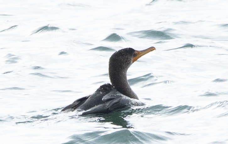 Double-crested Cormorant - ML611420140