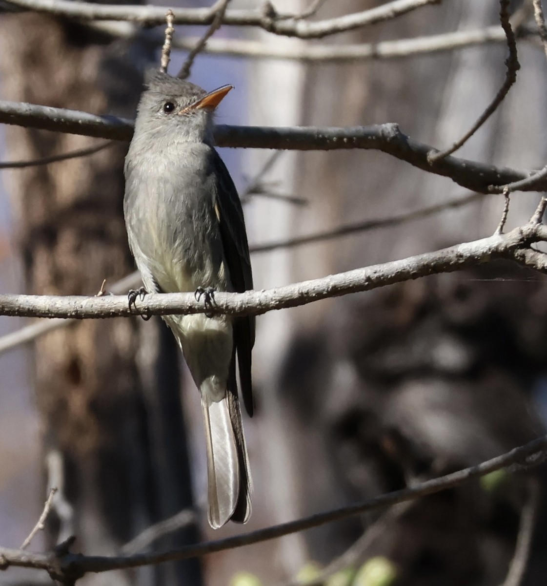 Greater Pewee - Matthew Rice