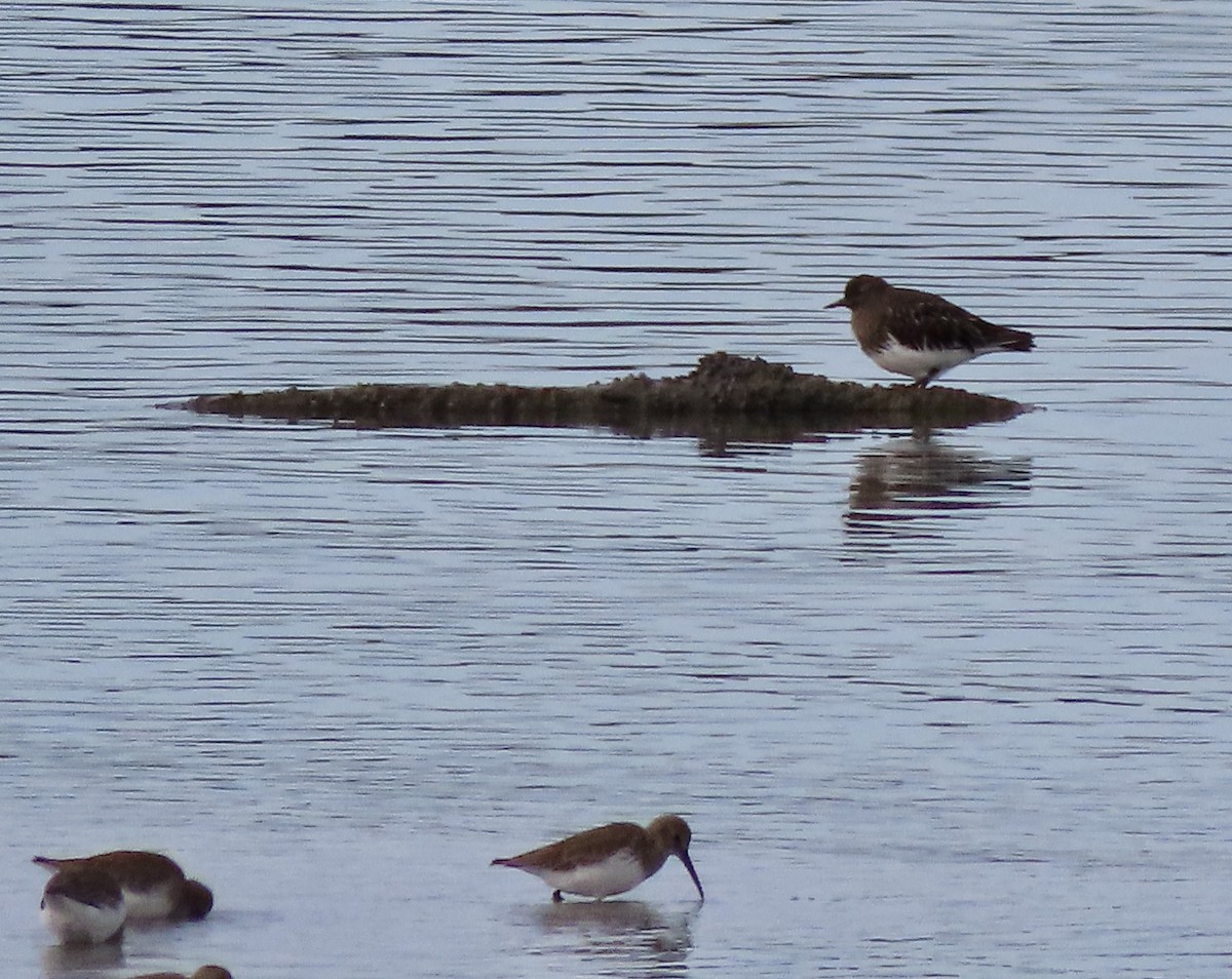 Black Turnstone - ML611420184