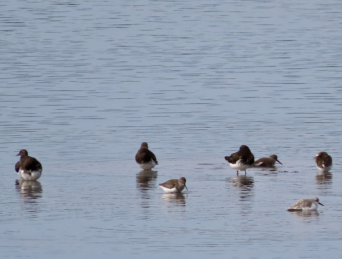 Black Turnstone - ML611420187