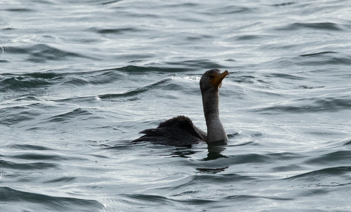 Double-crested Cormorant - ML611420199