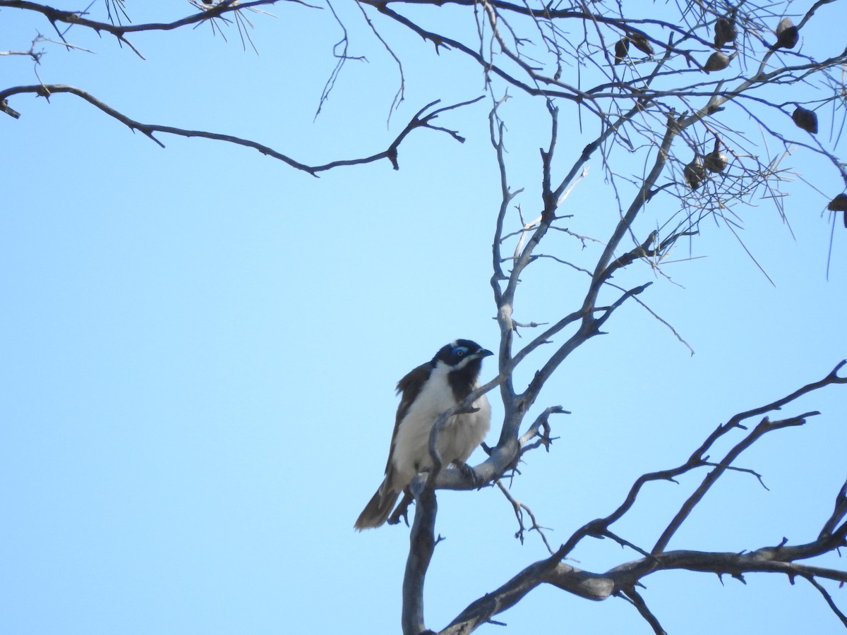 Blue-faced Honeyeater - ML611420498