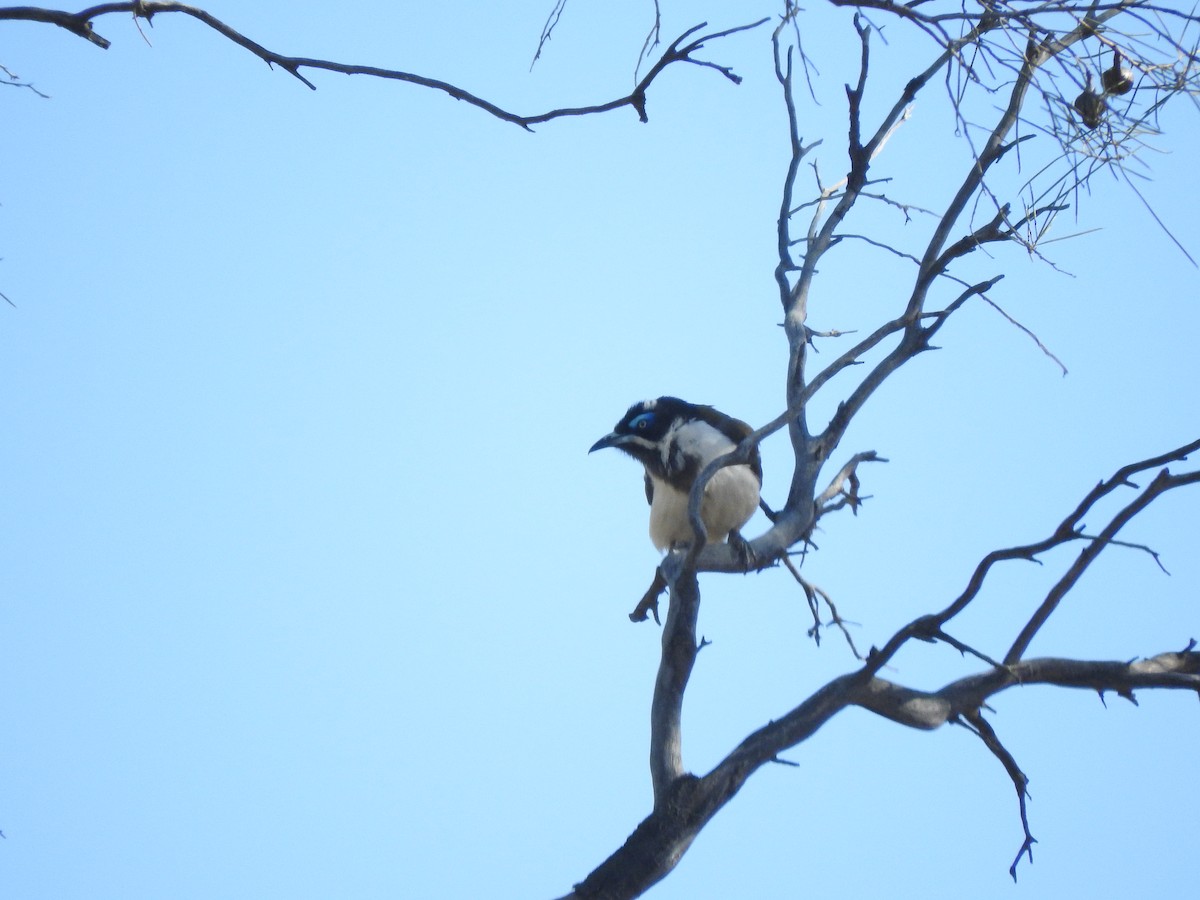 Blue-faced Honeyeater - Archer Callaway