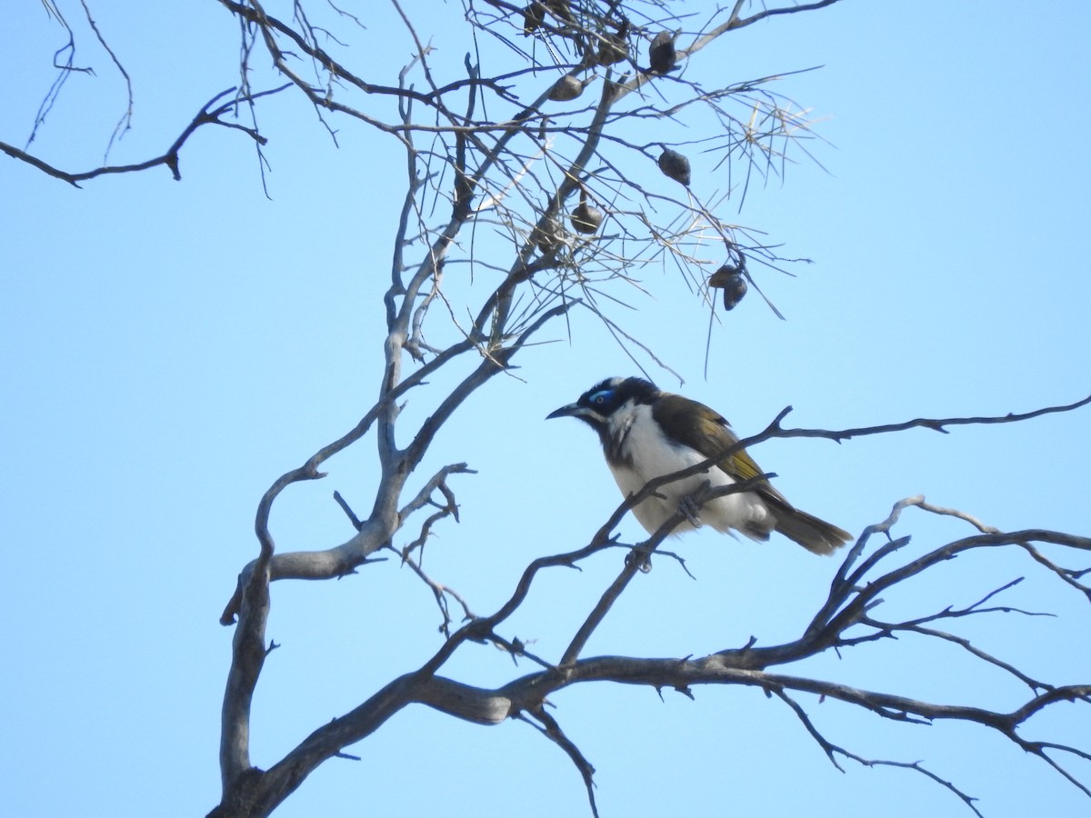 Blue-faced Honeyeater - ML611420501