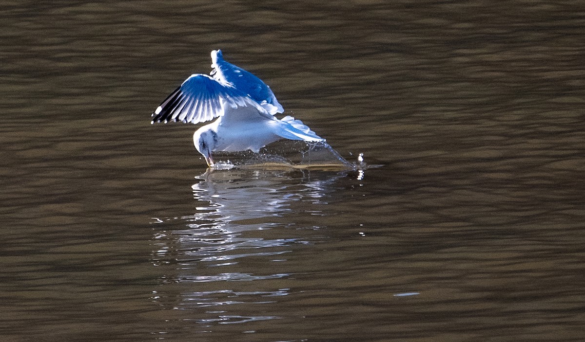 Gaviota Argéntea - ML611420600