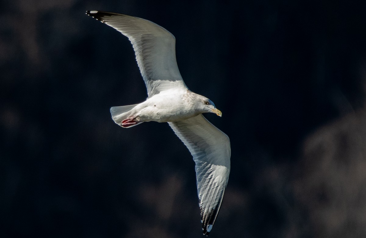 Herring Gull - cynthia mullens