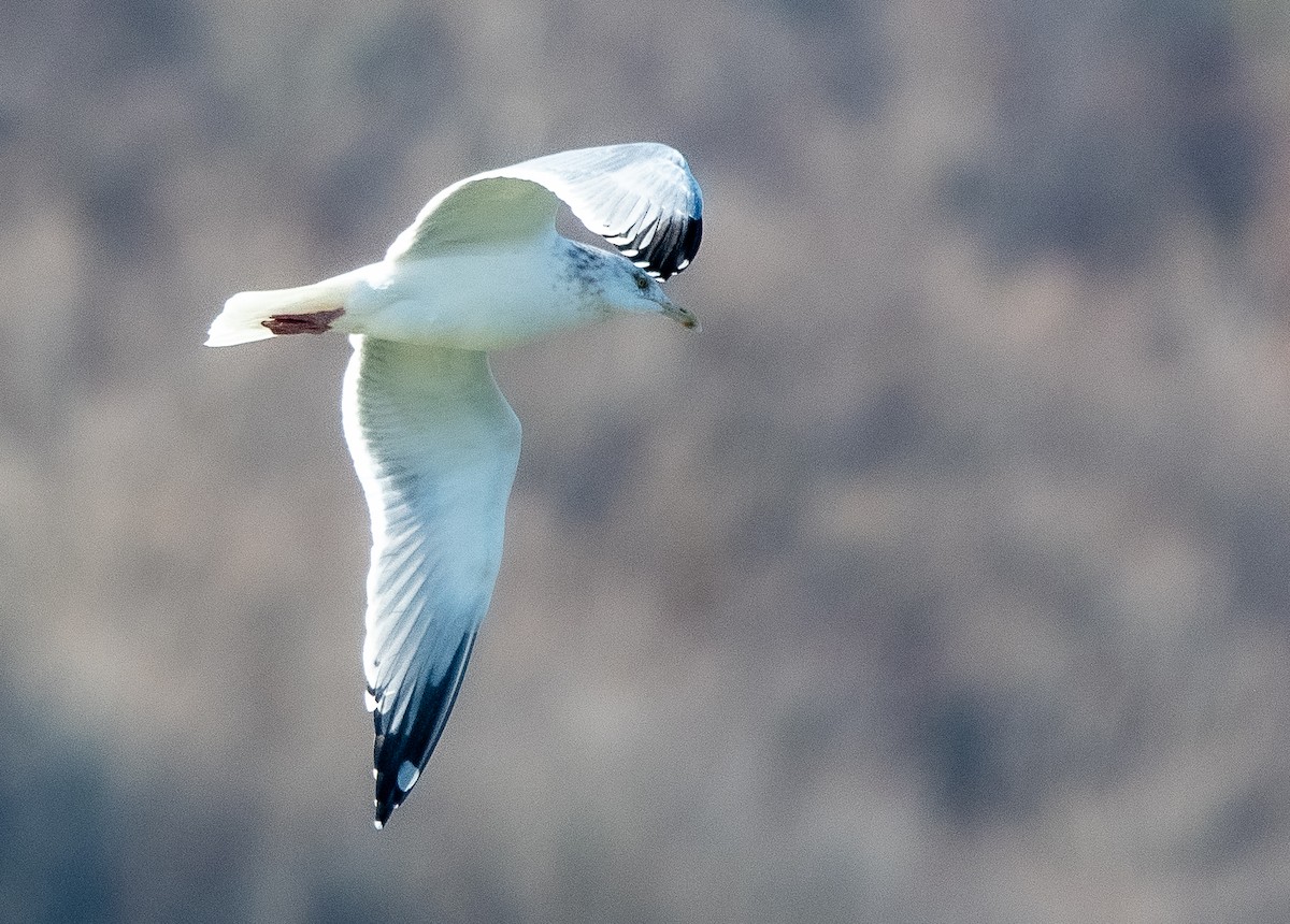 Herring Gull - ML611420602