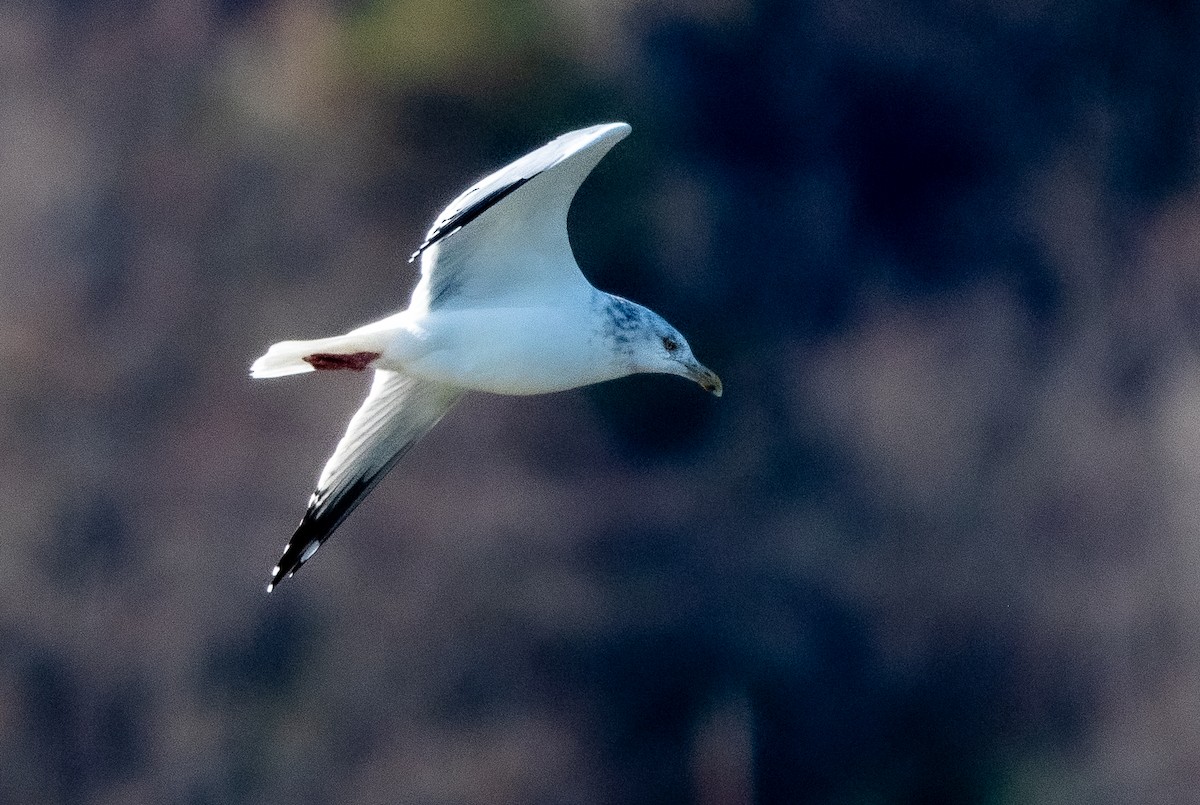 Herring Gull - ML611420603