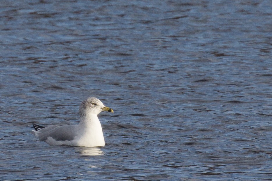 Ring-billed Gull - ML611420633