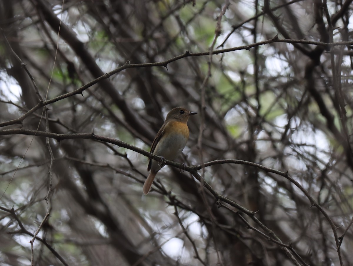 Blue-throated Flycatcher - ML611420642