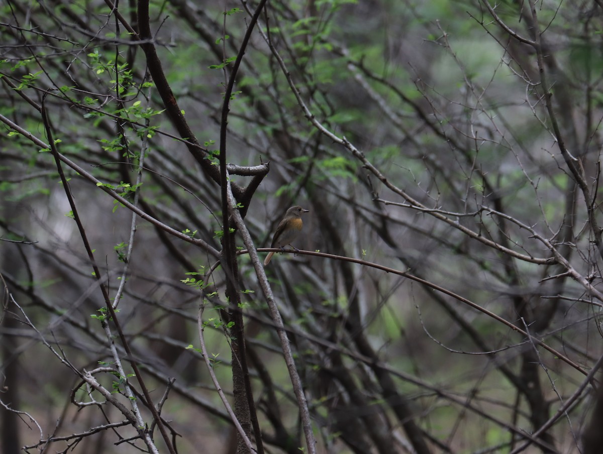 Blue-throated Flycatcher - ML611420643