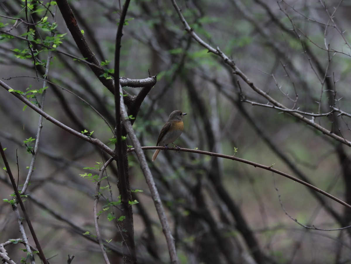 Blue-throated Flycatcher - ML611420646