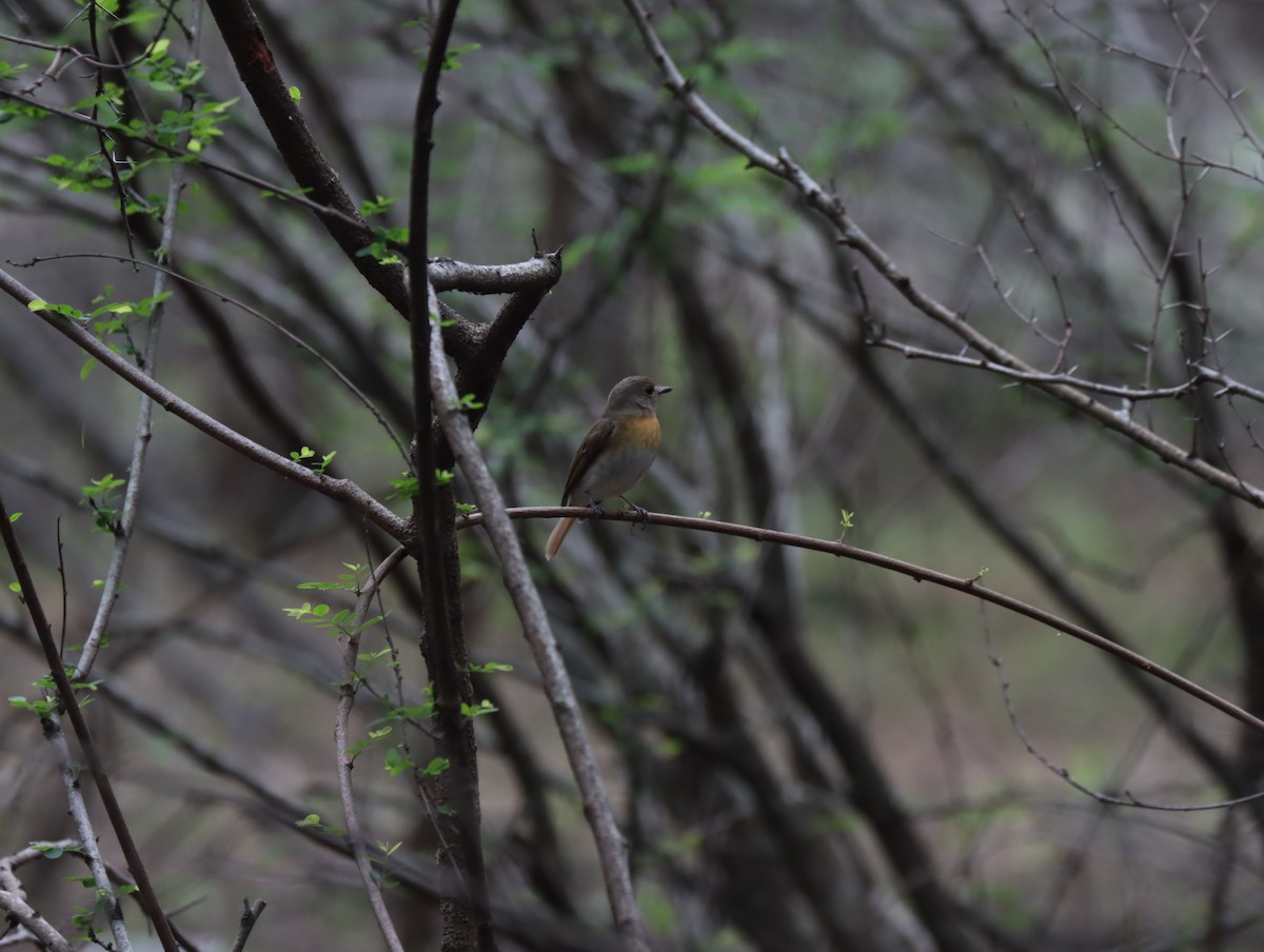 Blue-throated Flycatcher - ML611420649