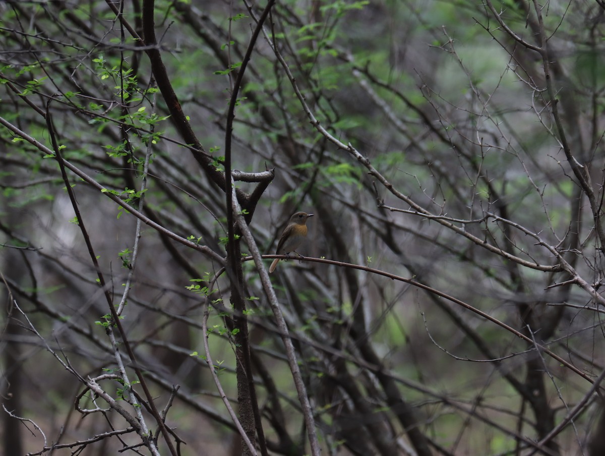 Blue-throated Flycatcher - ML611420650