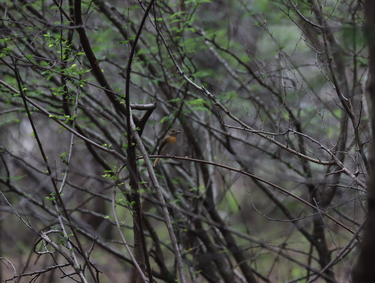 Blue-throated Flycatcher - ML611420652