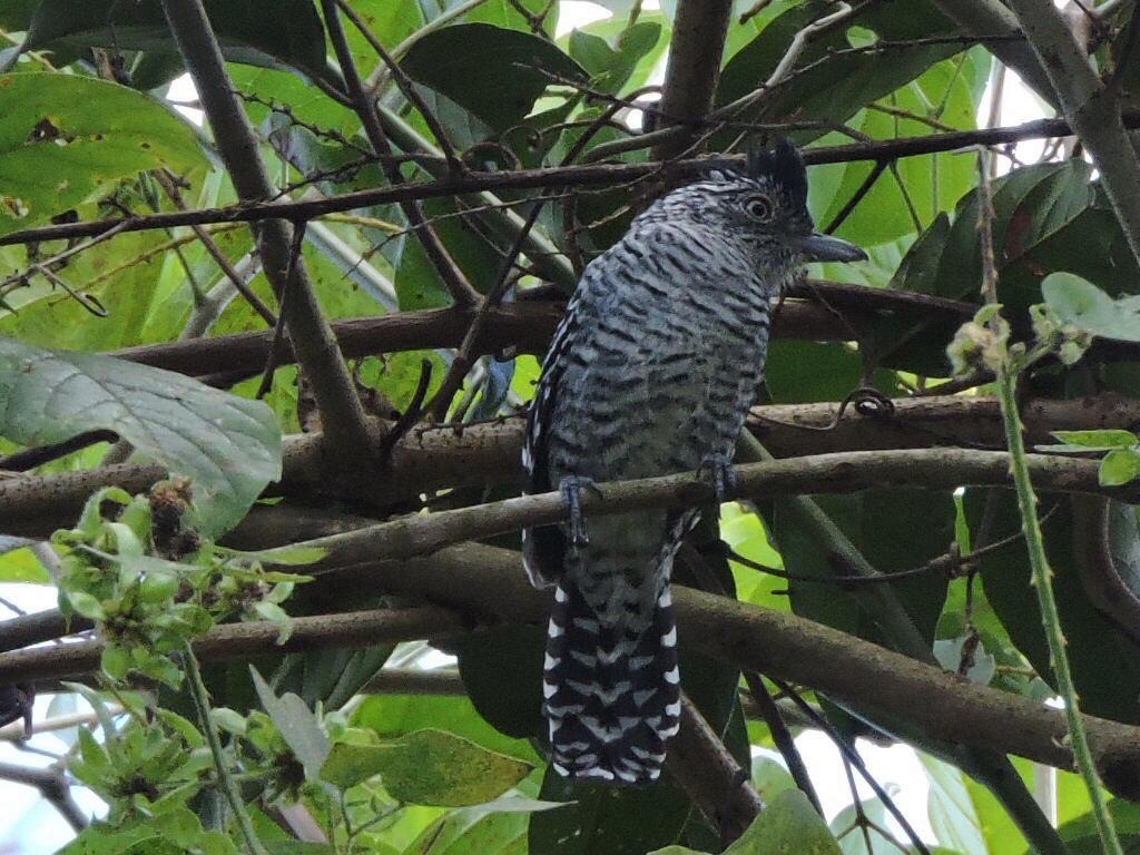 Barred Antshrike (Barred) - ML611420687