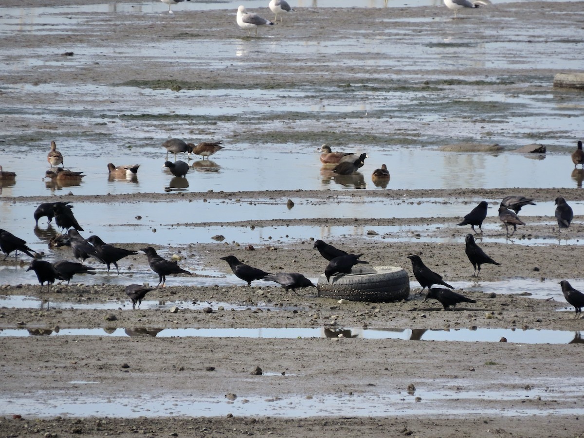 American Crow - ML611420732