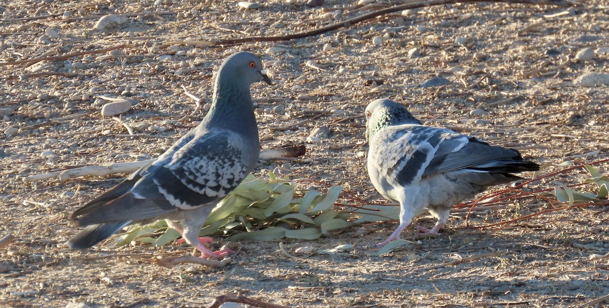 Rock Pigeon (Feral Pigeon) - ML611420975