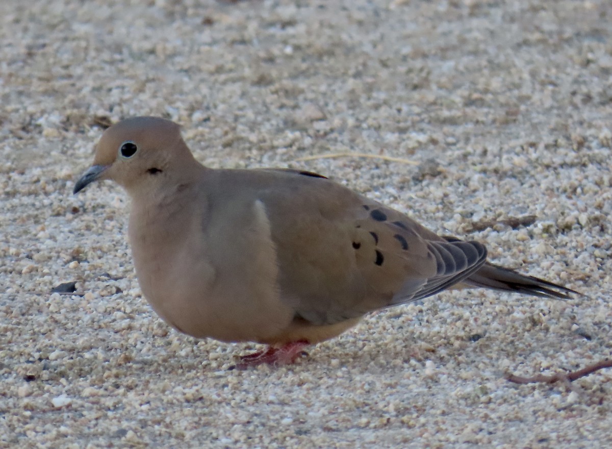 Mourning Dove - ML611420977