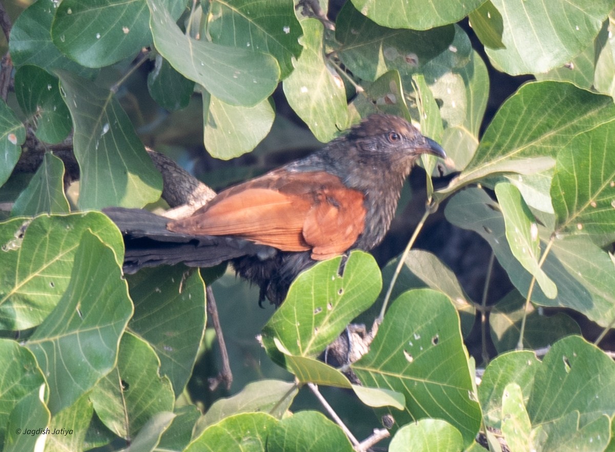 Greater Coucal - ML611421068