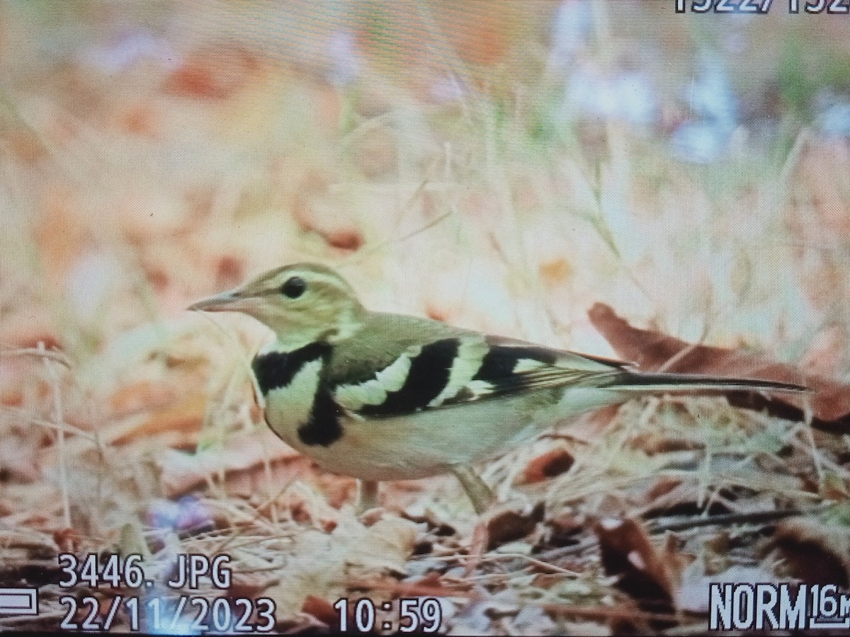 Bergeronnette de forêt - ML611421070