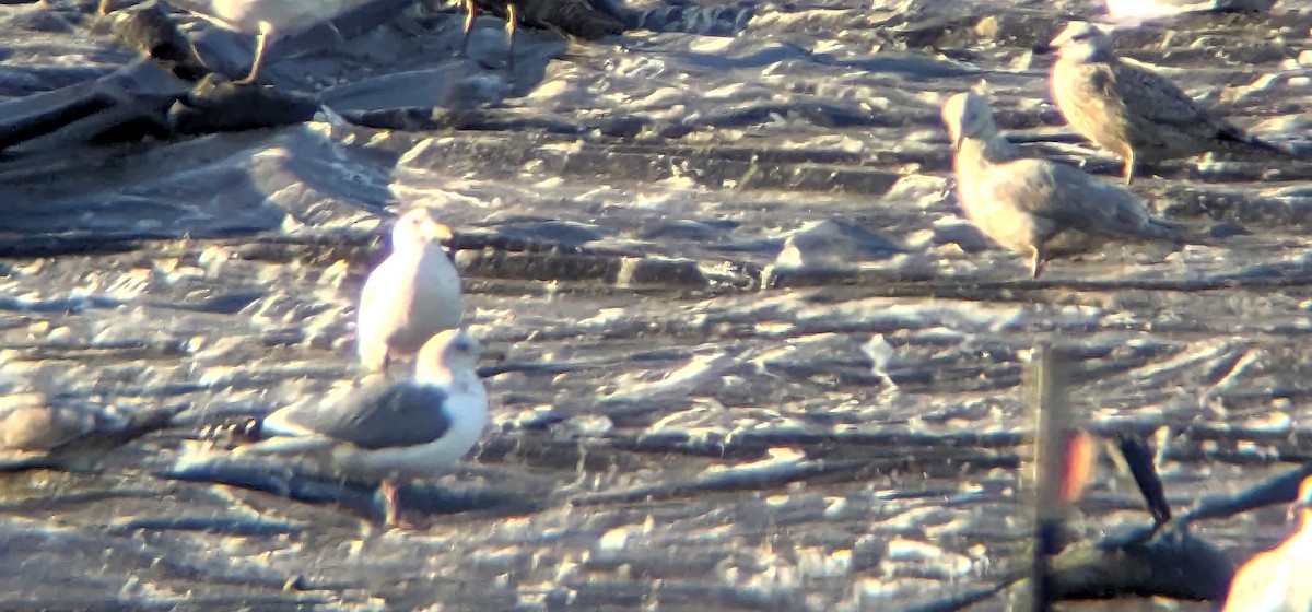 Herring Gull (Vega) - ML611421108