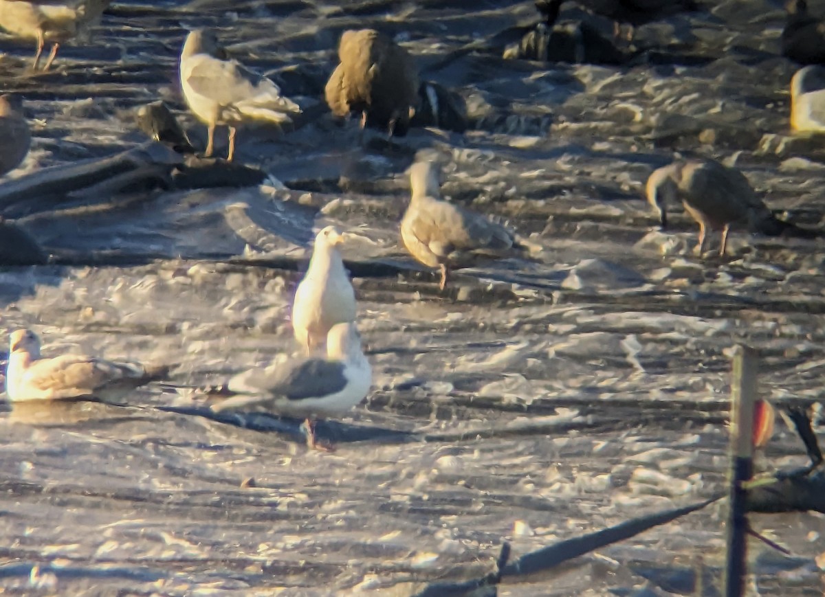 Herring Gull (Vega) - ML611421110