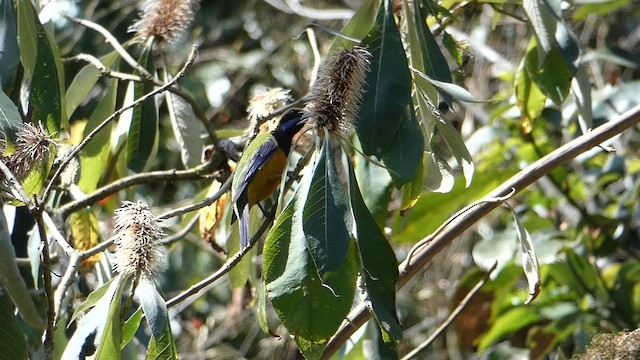 Orange-bellied Leafbird - ML611421113