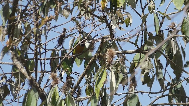 Orange-bellied Leafbird - ML611421118
