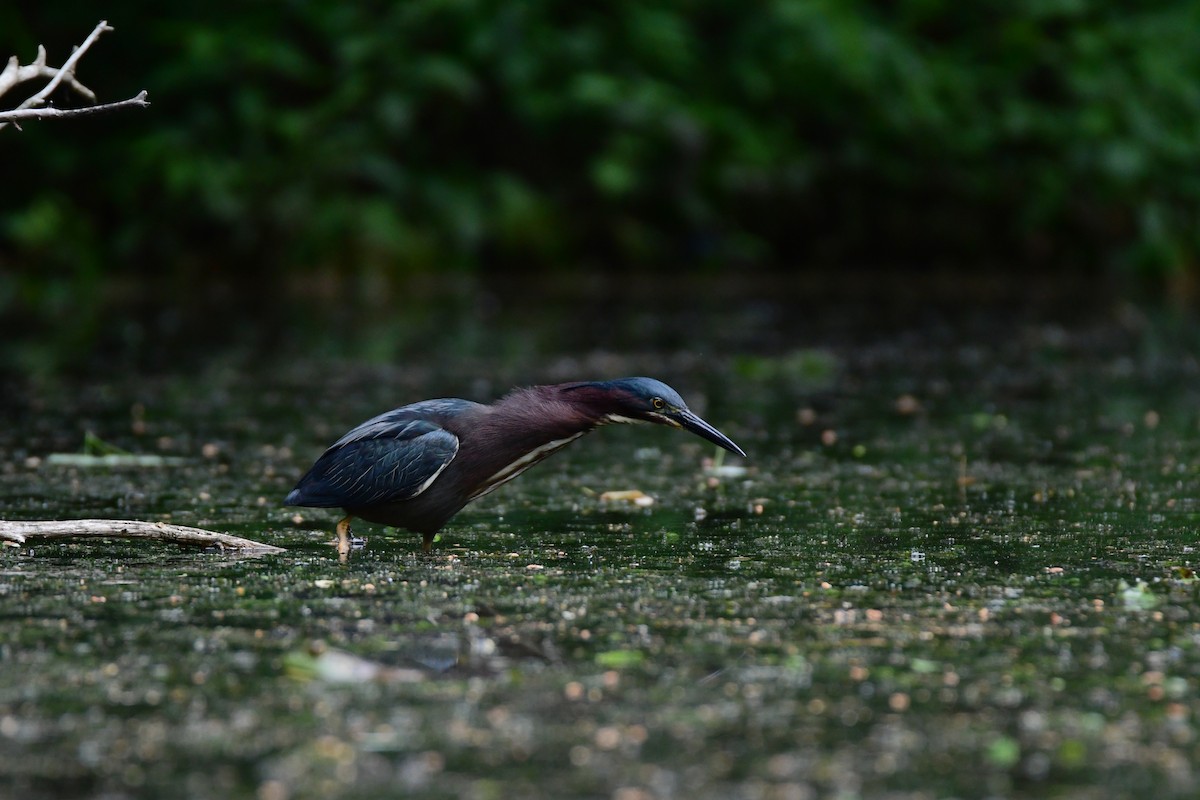 Green Heron - ML611421140
