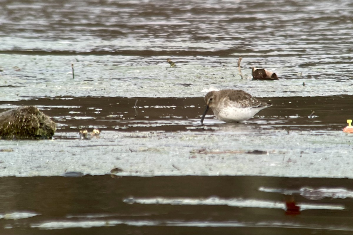 Dunlin - ML611421142