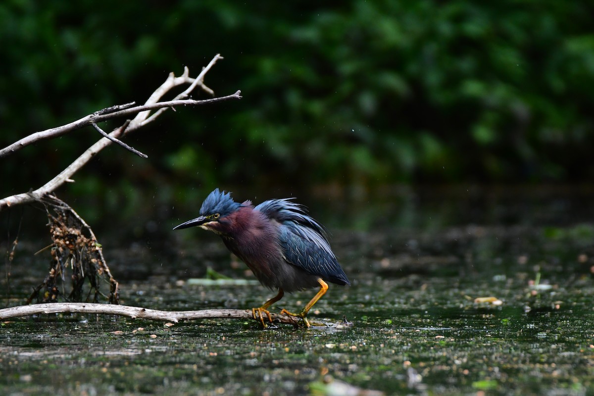 Green Heron - ML611421144