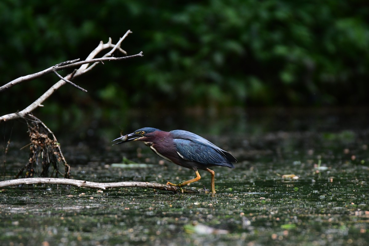Green Heron - ML611421145