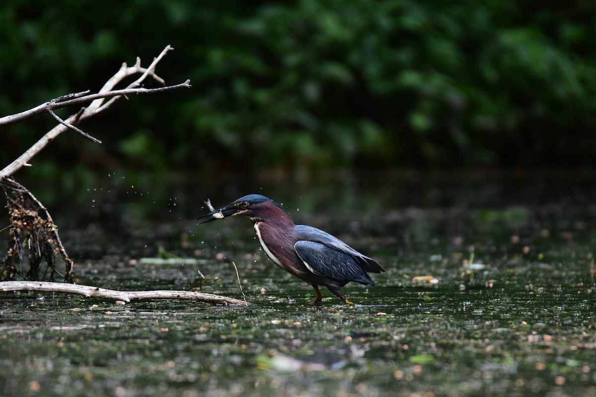 Green Heron - ML611421146