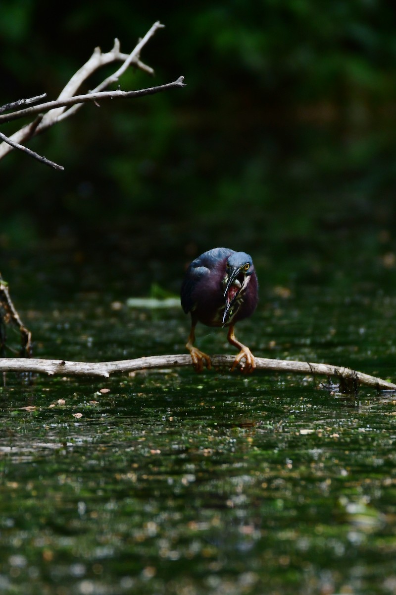 Green Heron - ML611421148