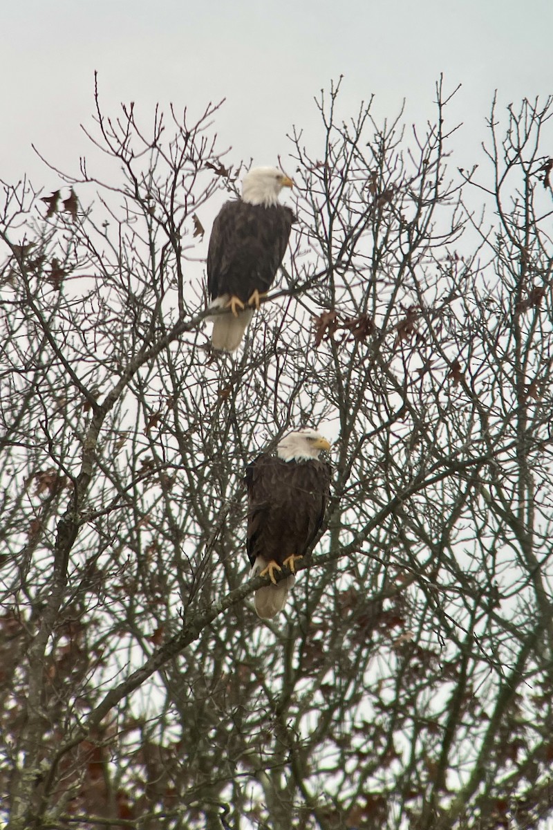 Bald Eagle - ML611421151