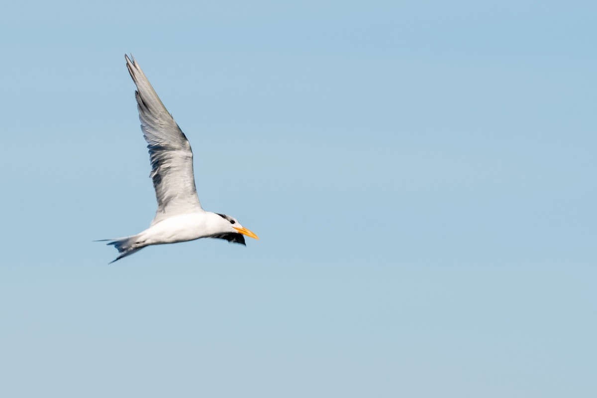 Royal Tern - ML611421166