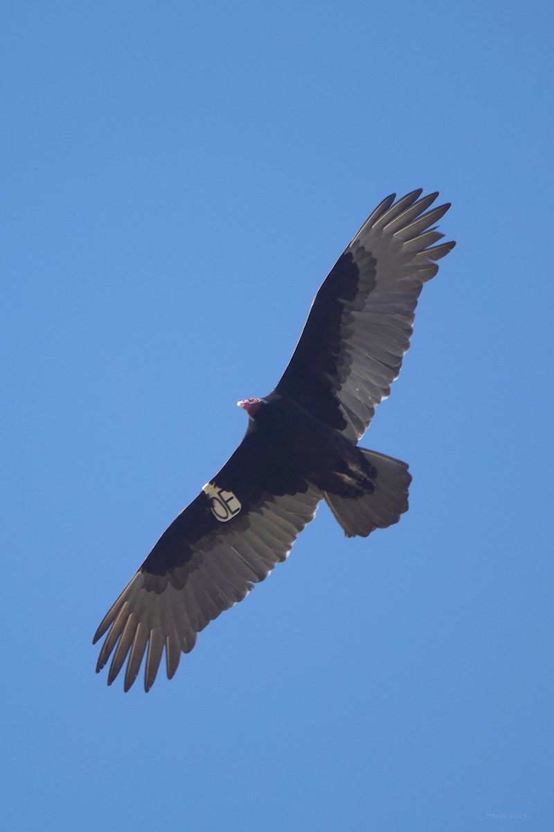 Turkey Vulture - ML611421178