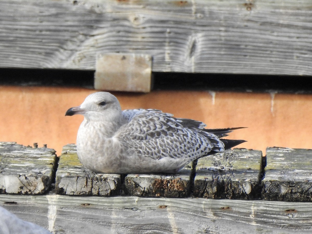 gull sp. - ML611421180