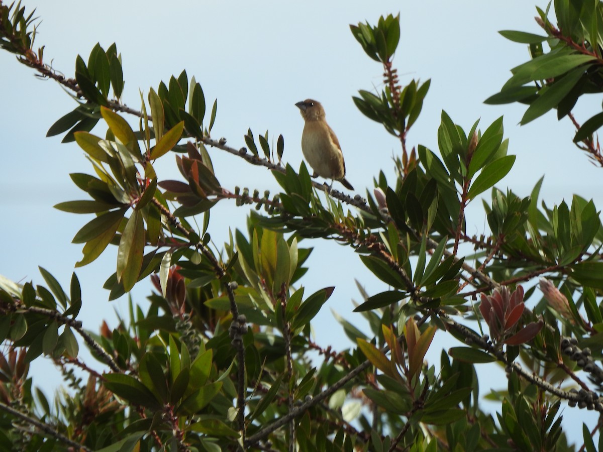 Scaly-breasted Munia - ML611421231