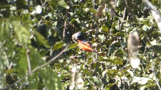 Minivet à bec court - ML611421279